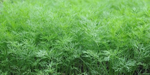 Pozdrav od kopra: recenzije, fotografije, uzgoj na zelenilu